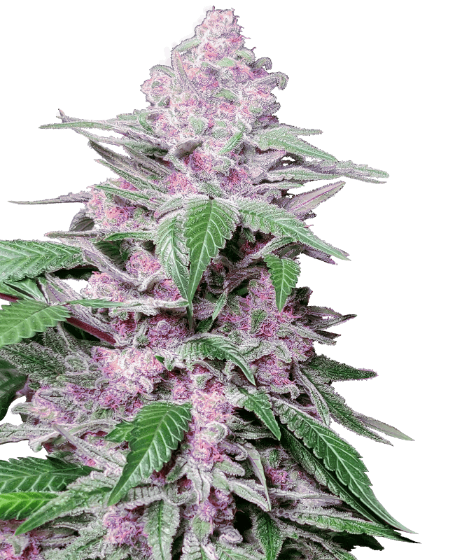 Purple Cookie Kush Feminized Seeds
