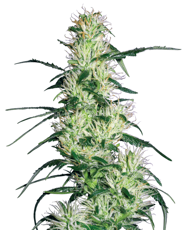 Purple Haze Feminized Seeds
