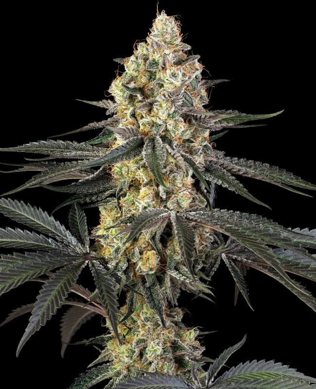 Purple Papaya Paradise Feminized Seeds