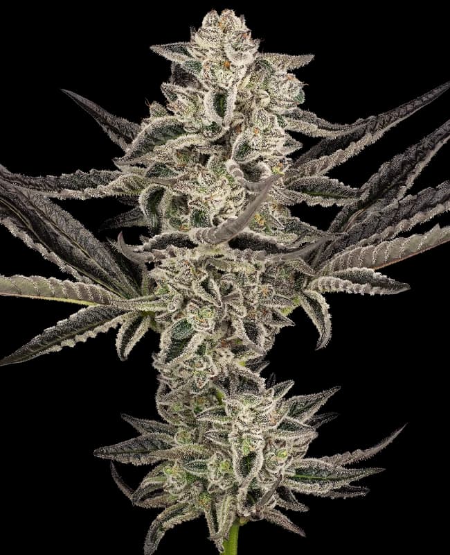 Purple Pickle Automatic Seeds