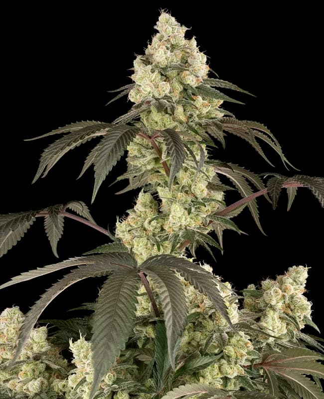 Rainbow PlushieZ Feminized Seeds