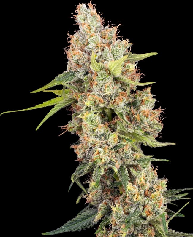 Raspberry Critical Kush Feminized Seeds