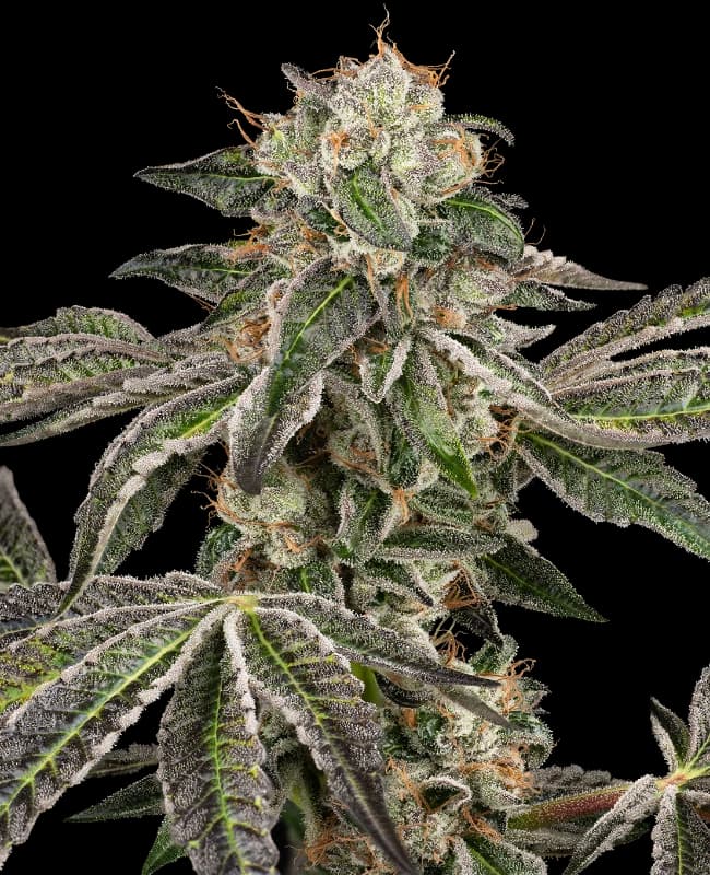 Runtz Automatic Seeds