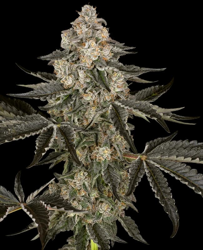 Sauvignon Blanc Automatic Seeds
