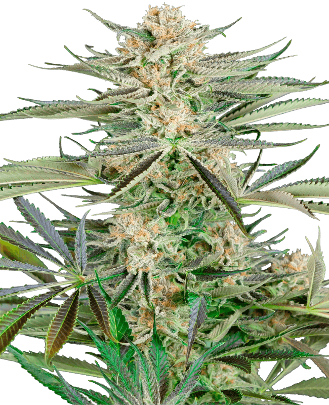 Screwdriver OG Feminized Seeds