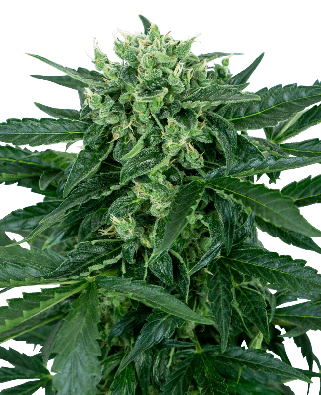 Sensi Amnesia Automatic Seeds