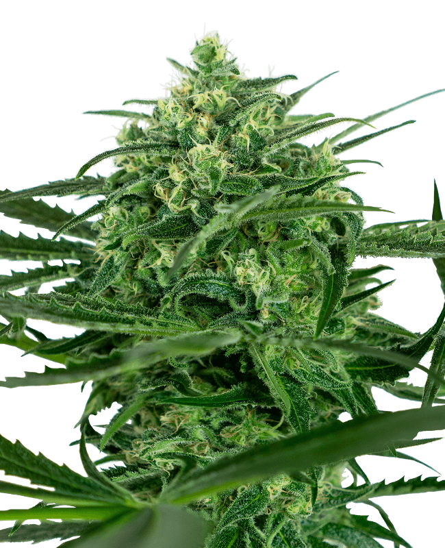 Sensi Amnesia Feminized Seeds