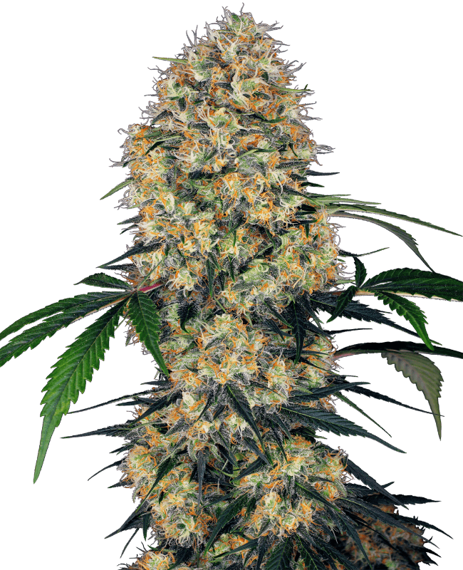 Sensi Amnesia XXL Automatic Seeds