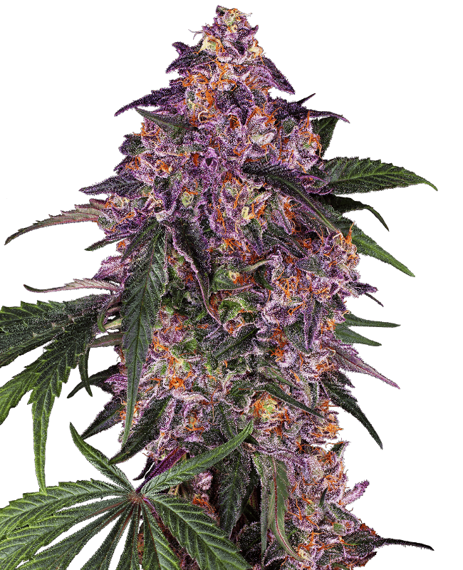 Sensi Purple Kush Feminized Seeds