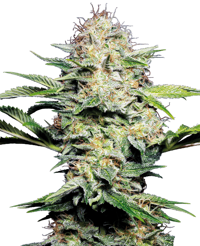 Sensi Skunk Seeds