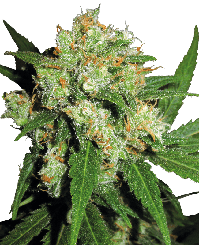 Sensi Skunk Feminized Seeds