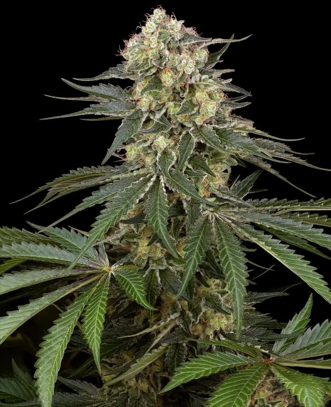 Sensi Supreme Angel's Bliss CBD Automatic Seeds