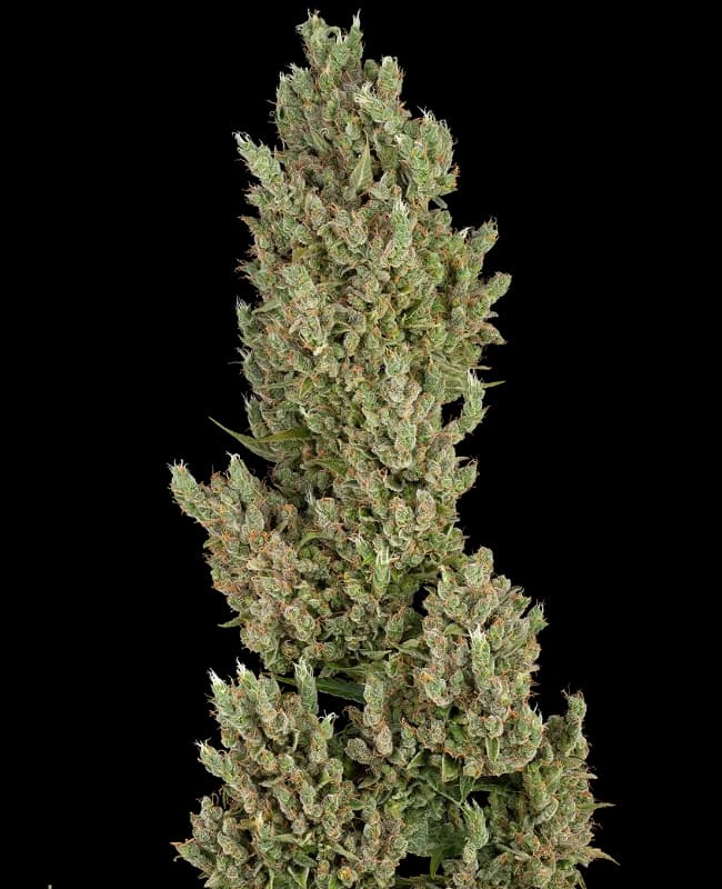 Sensi Supreme Jack Automatic Seeds