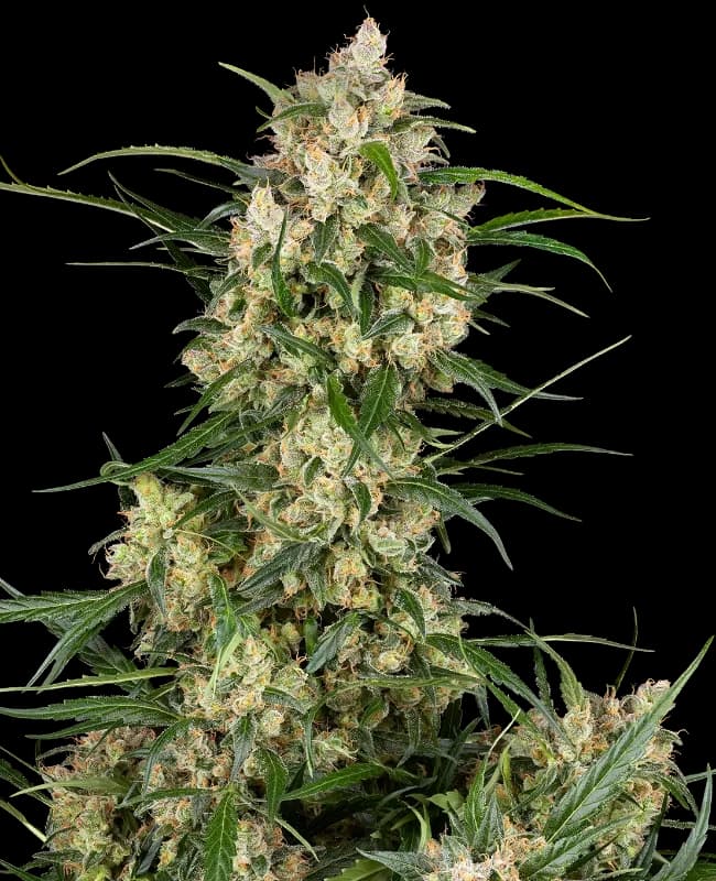 Sensi Supreme Oak Automatic Seeds