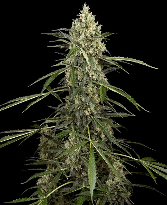 Sensi Supreme Skunk Automatic Seeds