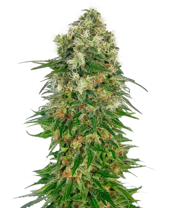 Shiva Skunk Automatic Seeds