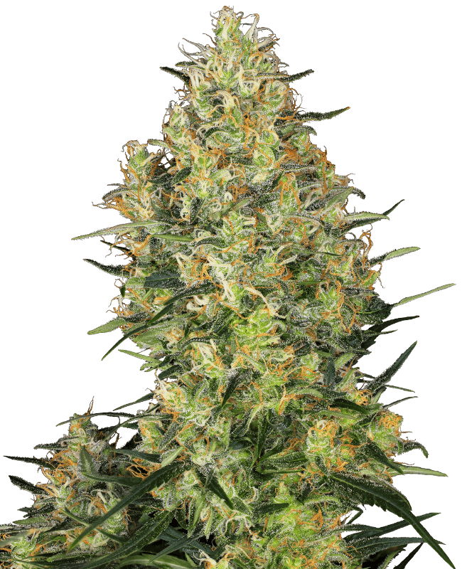 Shiva Skunk Feminized Seeds