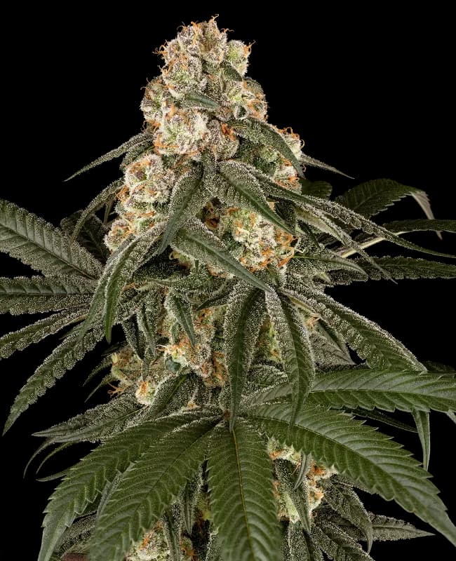 Silk Truffle Feminized Seeds