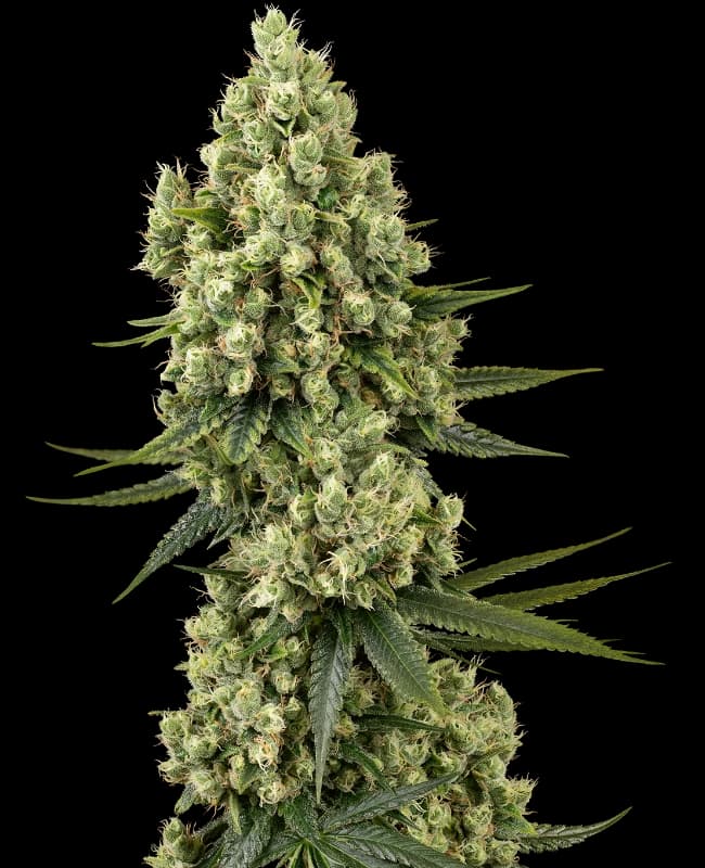 Silver Fire Feminized Seeds
