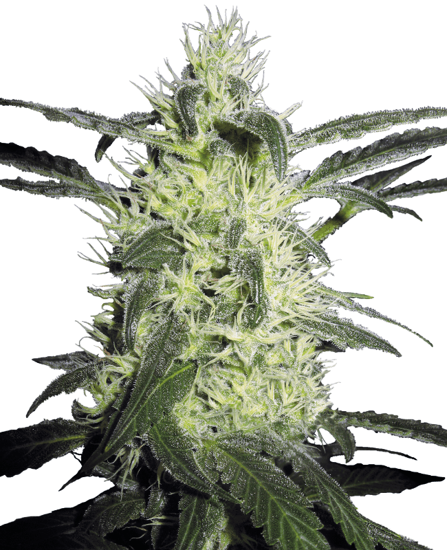 Silver Haze Feminized Seeds
