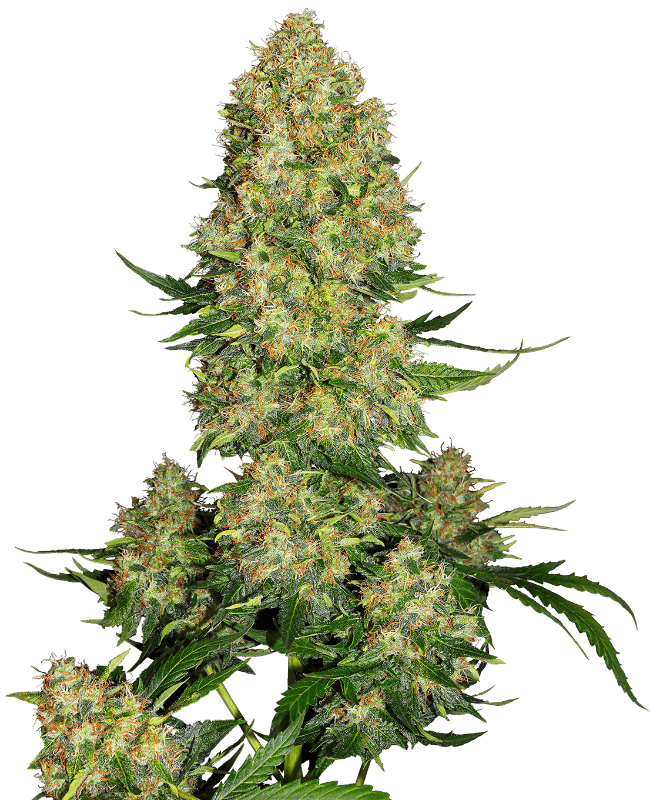 Skunk #1 Automatic Seeds