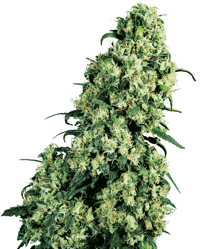 Shop Skunk Strain Feminized Fast Version Marijuana Seed | Crop King Seeds