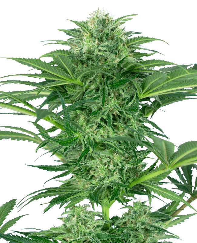 Skunk Dream CBD Feminized Seeds