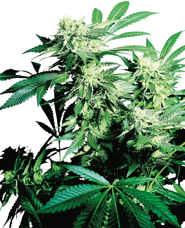 Skunk Kush Feminized Seeds