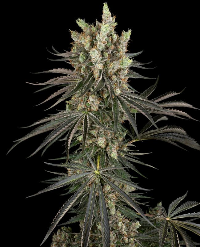 Slam Dank Feminized Seeds