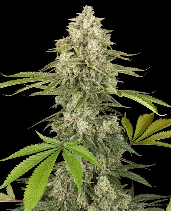 Snow Piercer Feminized Seeds