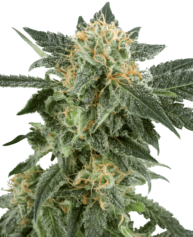 Snow Ryder Automatic Seeds
