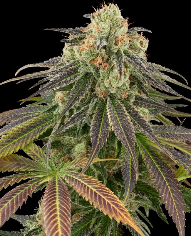 Stardust Kush Automatic Seeds