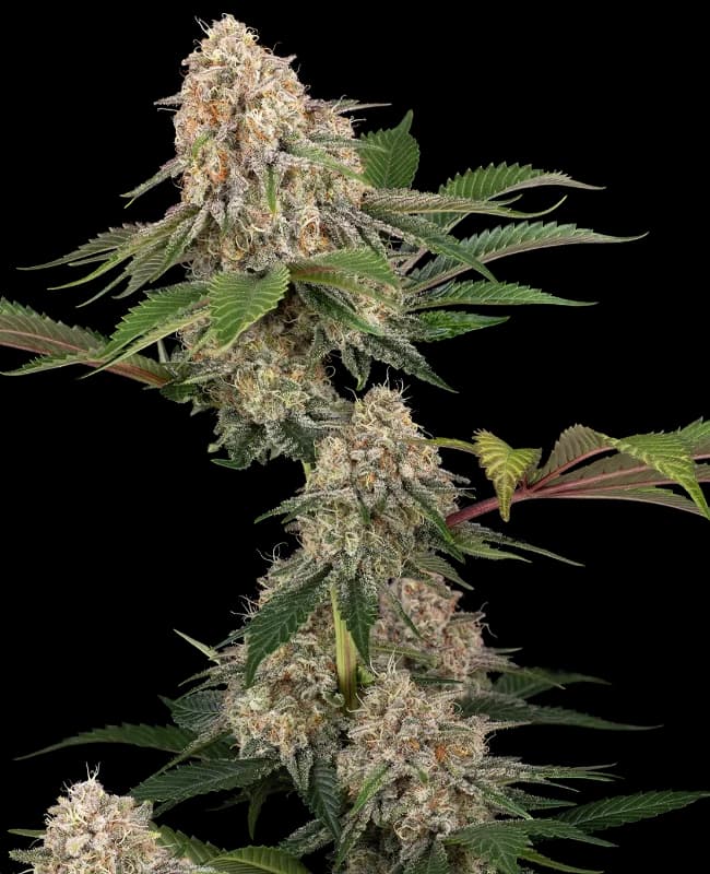 Sticky Berry Mints XXL Feminized Seeds
