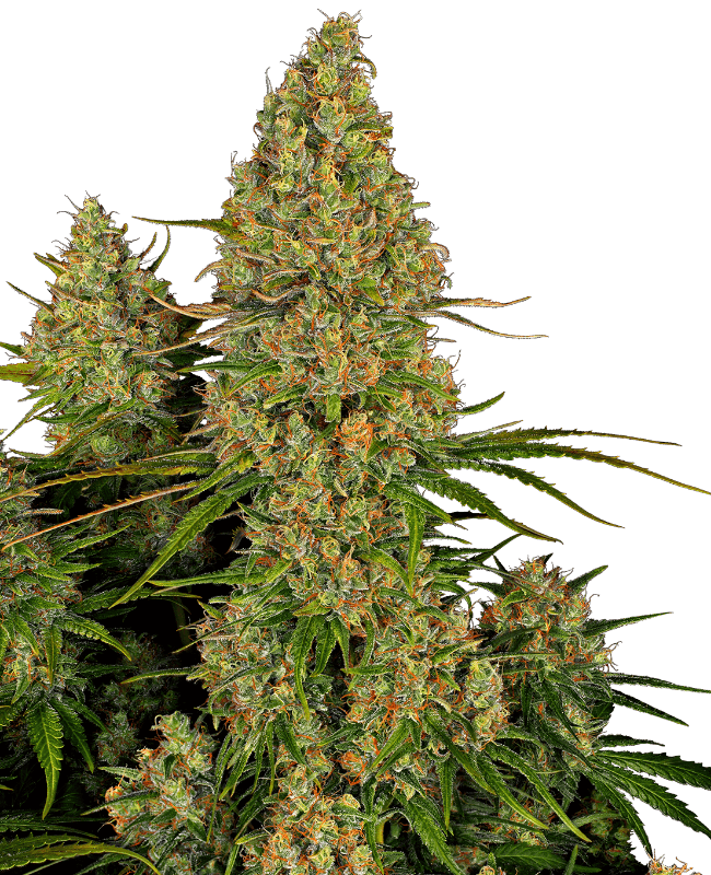 Sticky Orange XXL Automatic Seeds