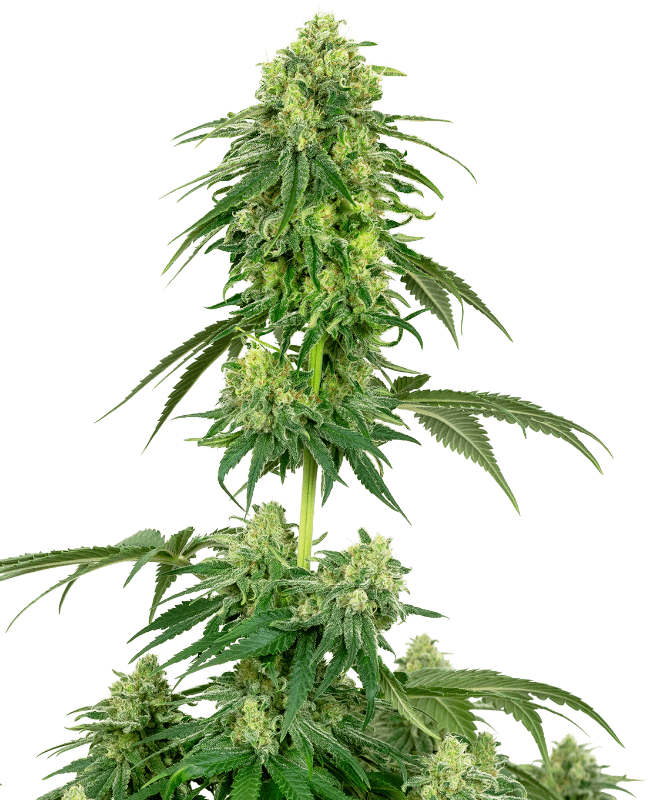 Strawberry Kush Feminized Seeds