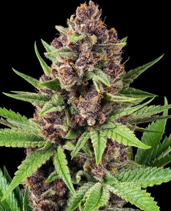 StrawZ Automatic Seeds