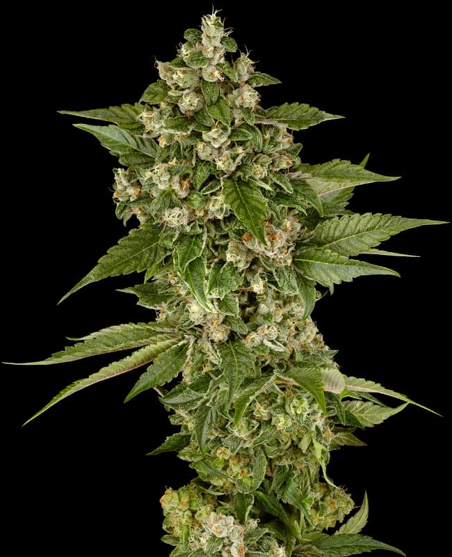 Studio Candy Feminized Seeds