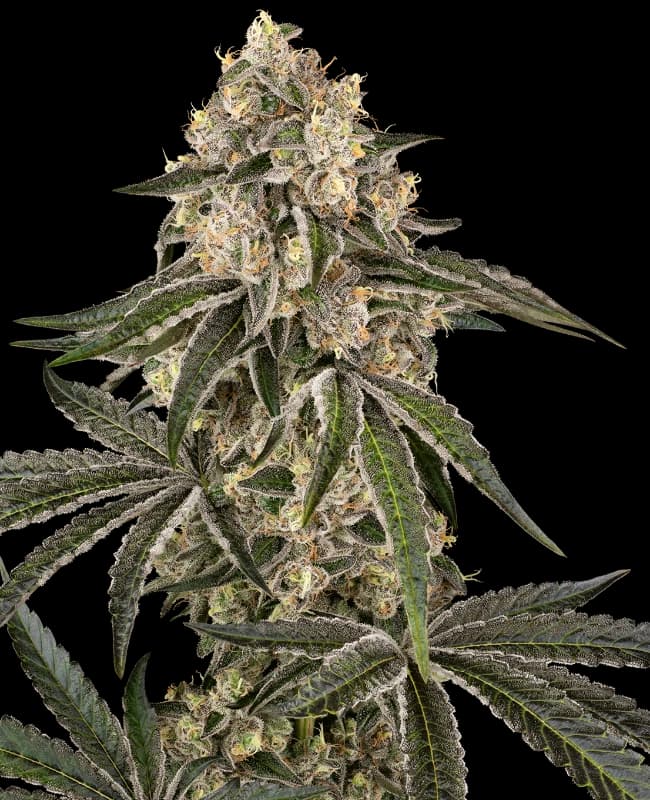 Sunset Peach Feminized Seeds
