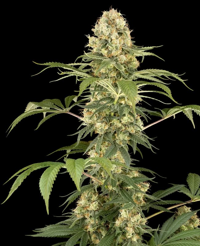 Super Berry Poundcake Feminized Seeds