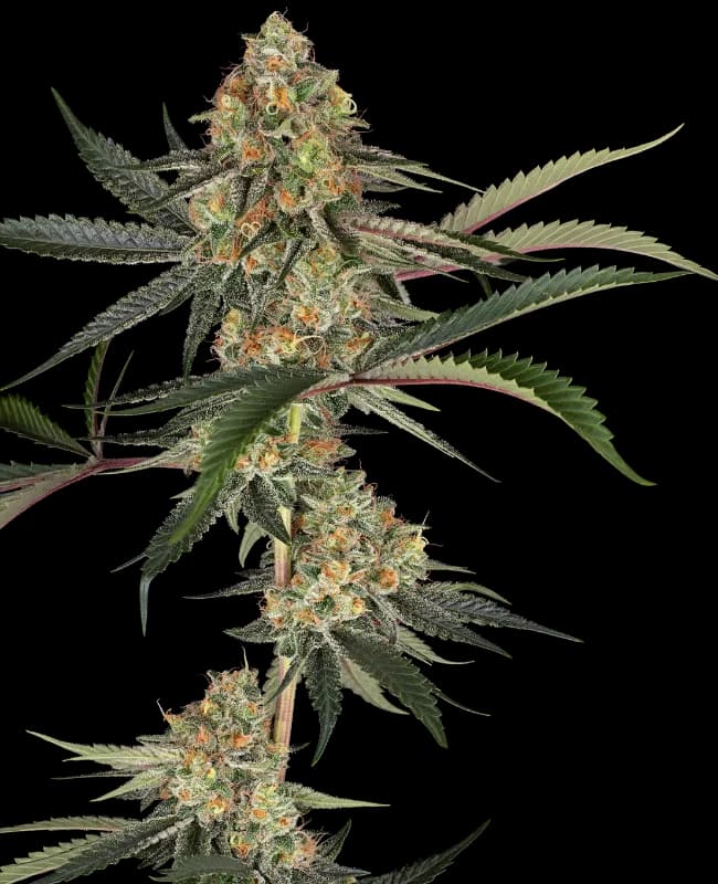 Super Lemon Cherry Feminized Seeds
