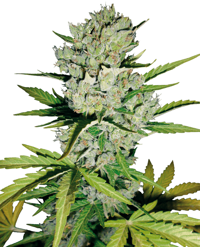 Super Skunk Automatic Seeds