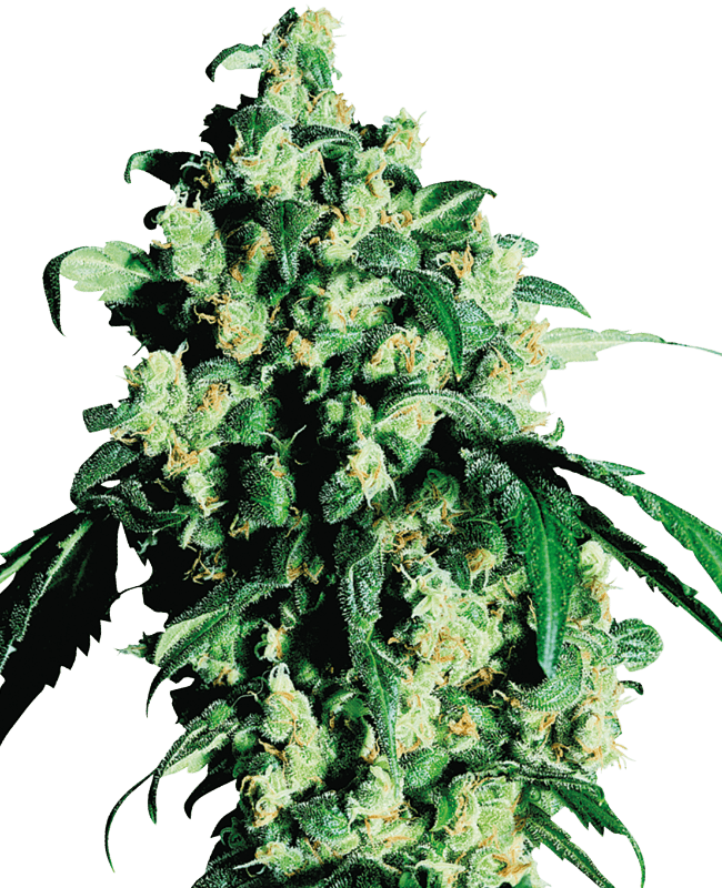 Super Skunk Feminized Seeds