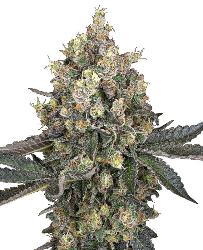 Sweet Berry Breeze Feminized Seeds