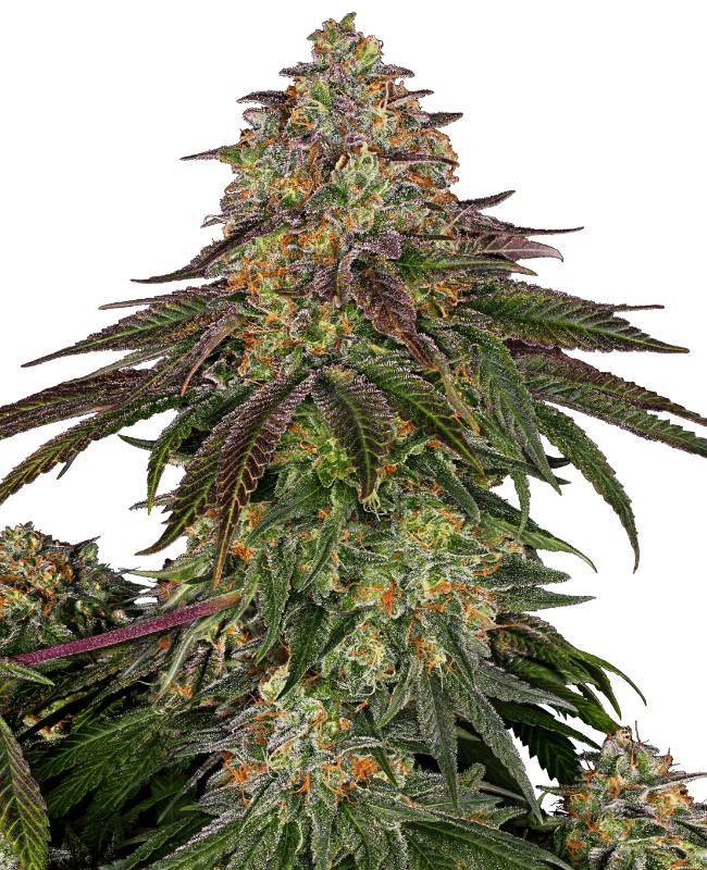 Sweet Cherry Kush Feminized Seeds