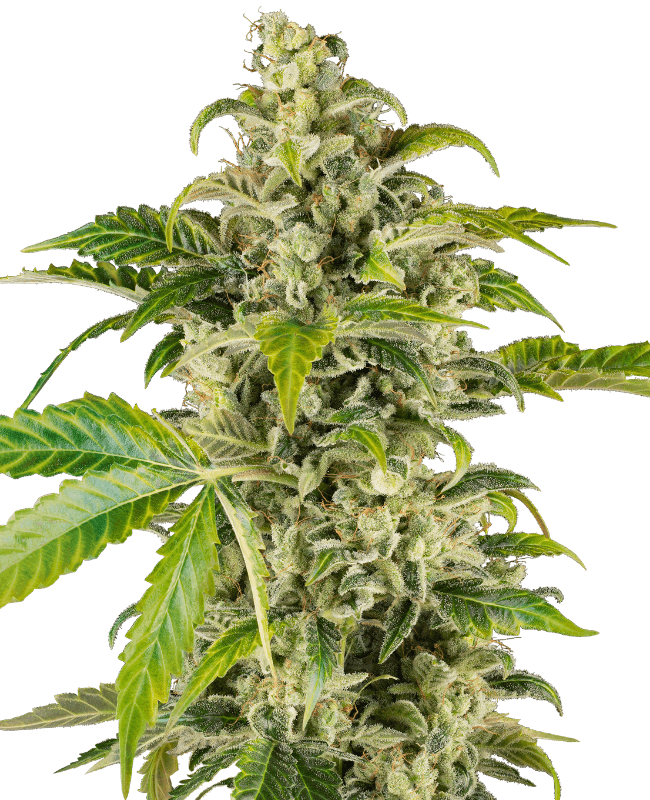Sweet & Sour Cream Automatic Seeds