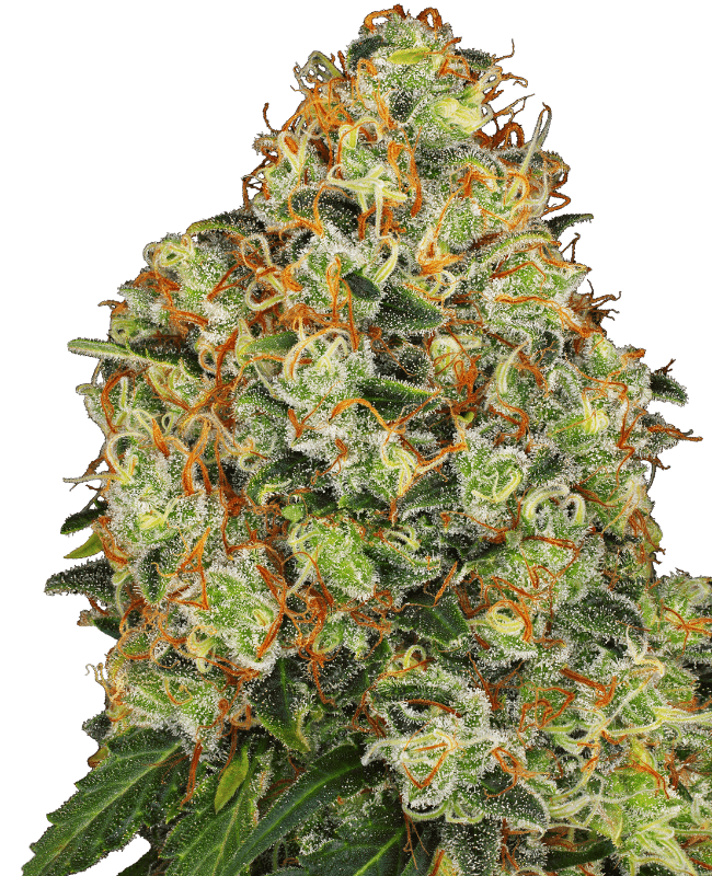 Sweet Tangerine Tango Automatic Seeds