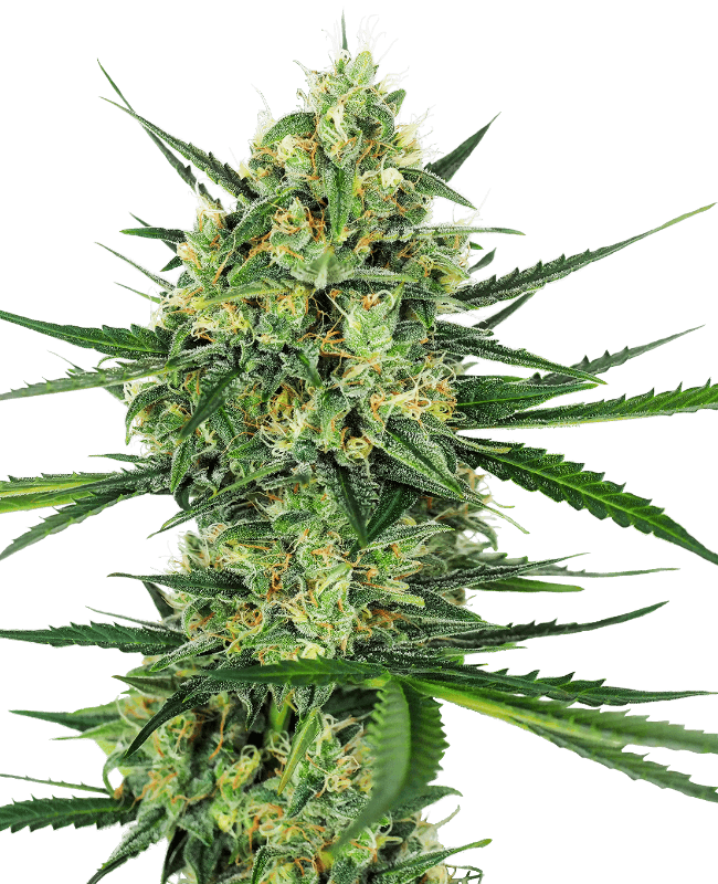 Tangerine Sugar Feminized Seeds