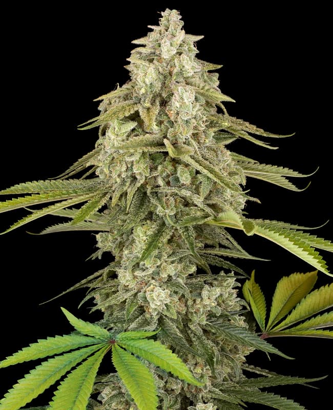 Tangie Jungle Juice Feminized Seeds