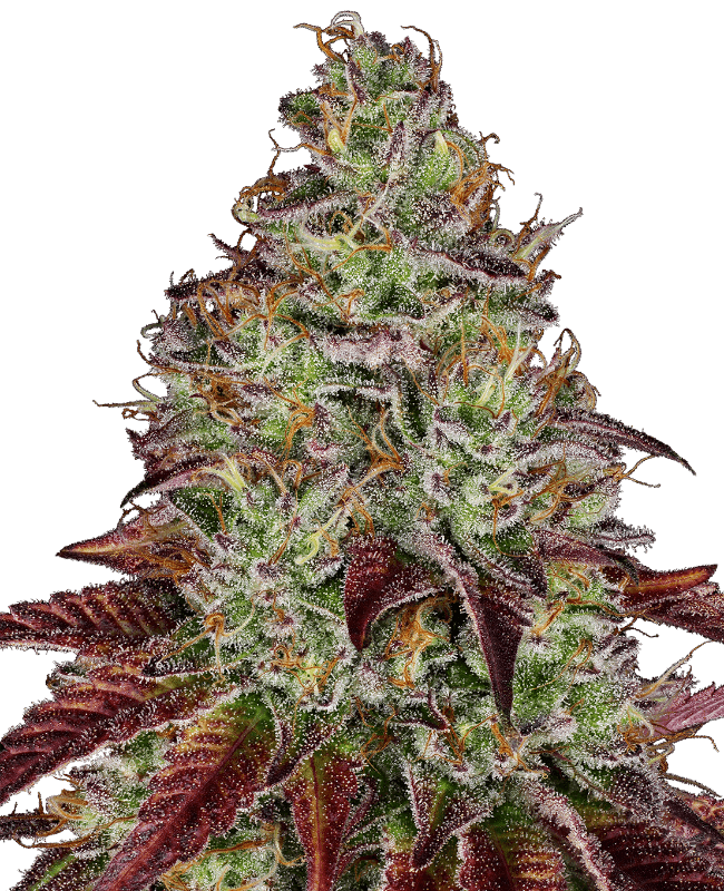 Tezla OG Feminized Seeds
