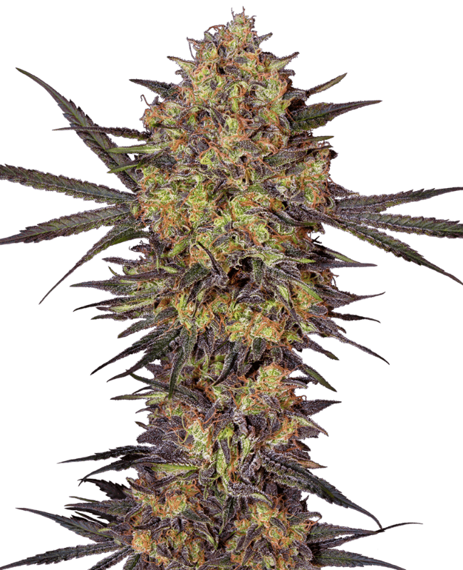The Bird Feminized Seeds